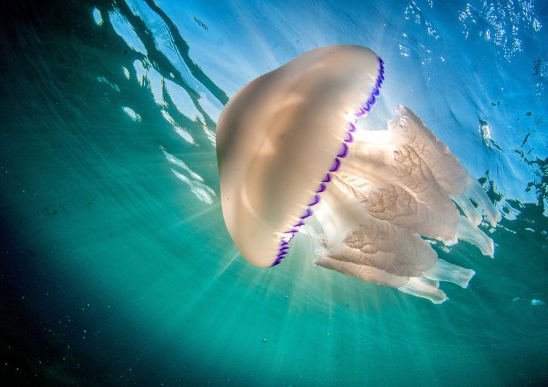 Mindless Munchers: Jellyfish