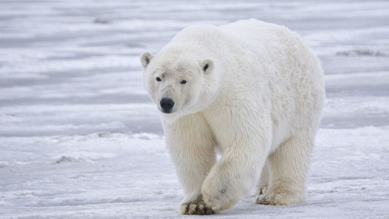 Thicker Fur Development
