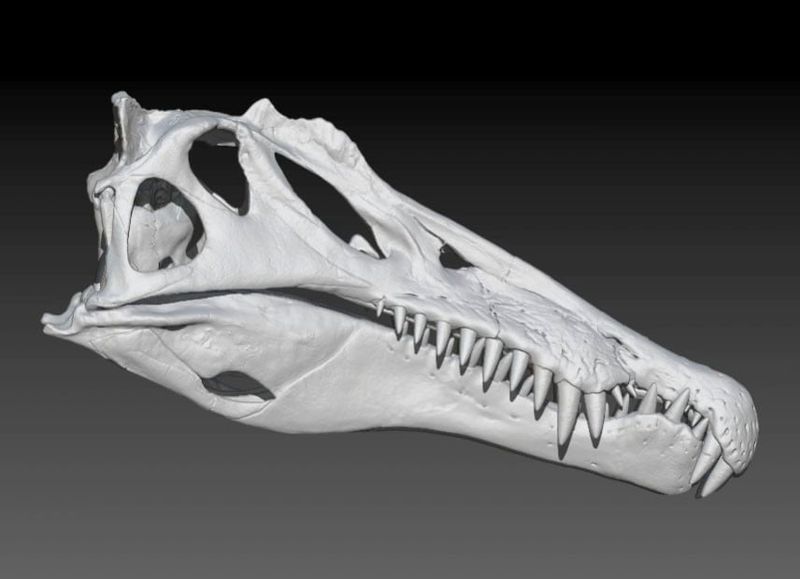 Crocodile-Like Jaw