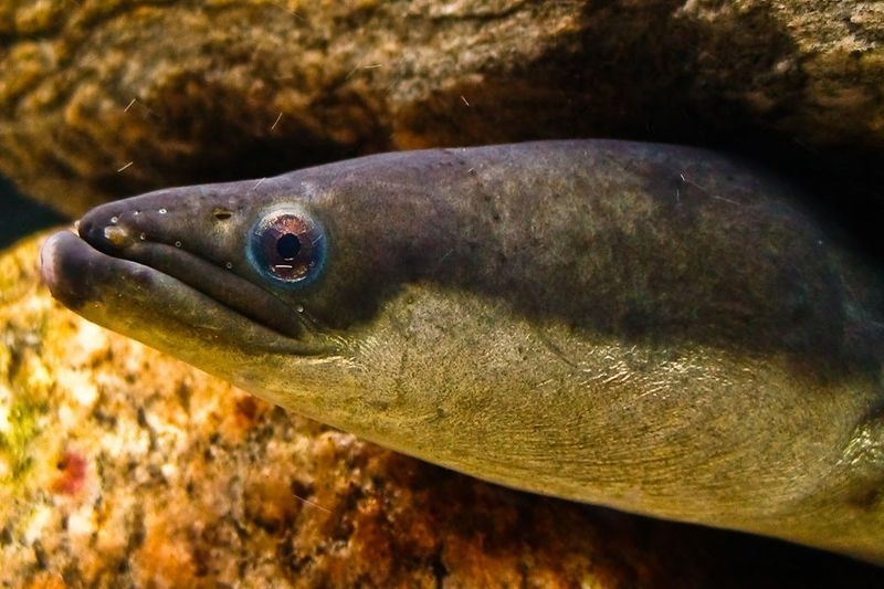 American Eel: The Mysterious Migration Master