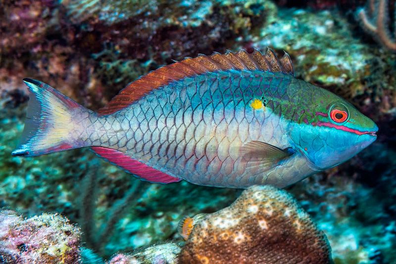 Redband Parrotfish