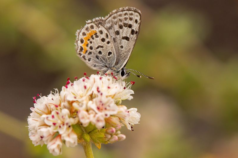 El Segundo Blue Butterfly
