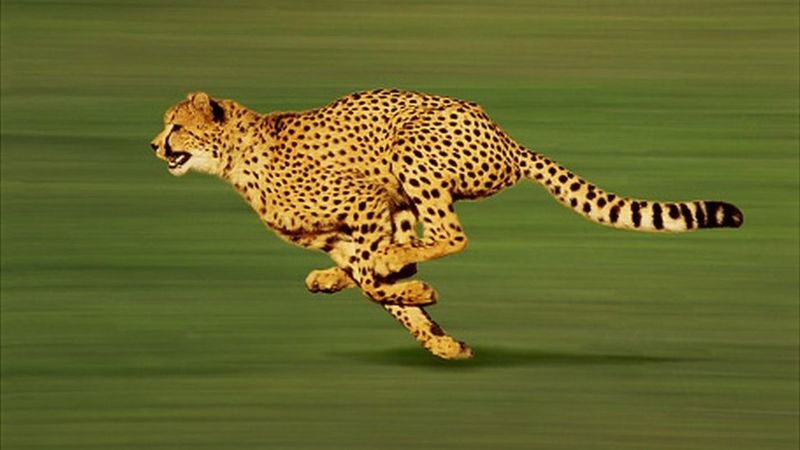 Cheetah