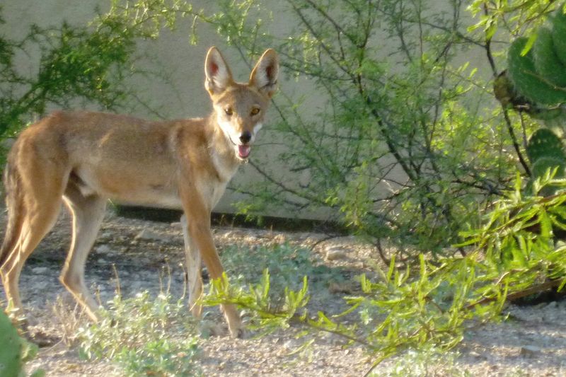 Phoenix, Arizona