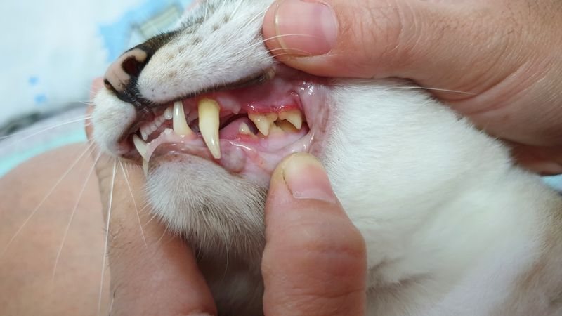 Dry Gums