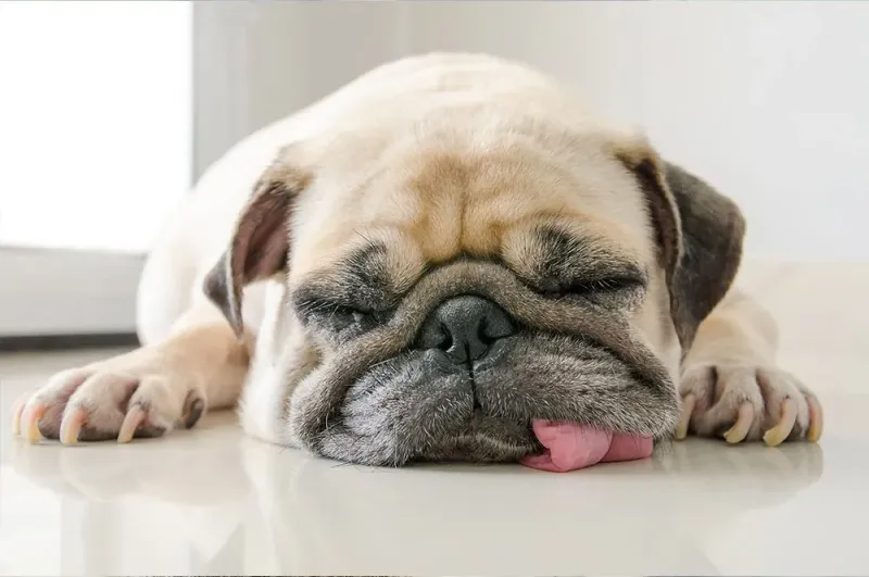 Lethargy Or Fatigue