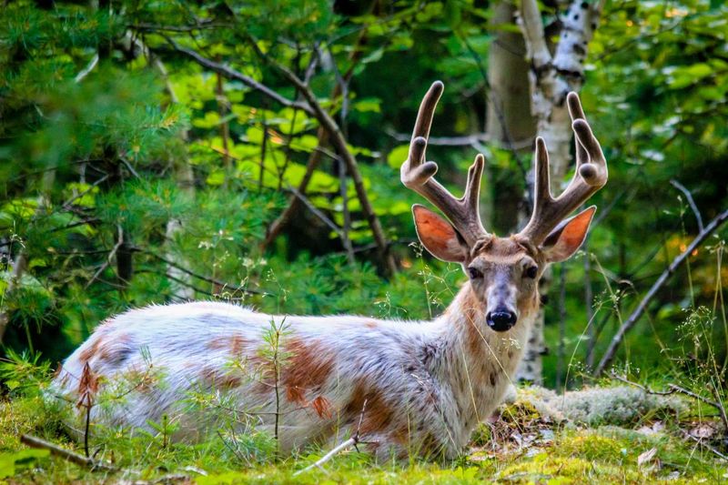 Maine – Acadia National Park