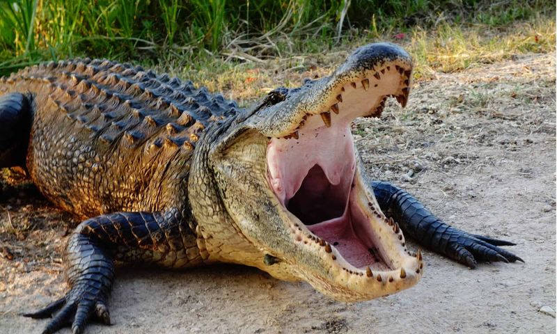 Florida: Peninsula Of Prehistoric Predators