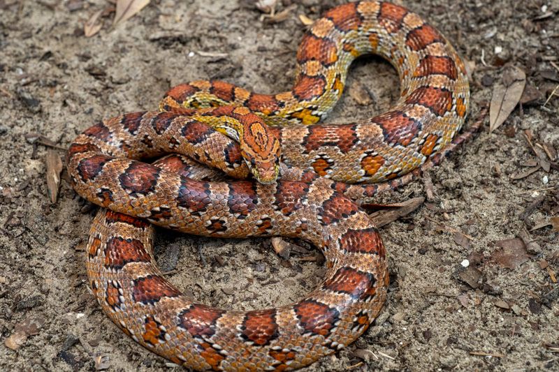 South Carolina's Corn Snake