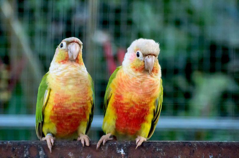 Charming Conures That Steal Hearts