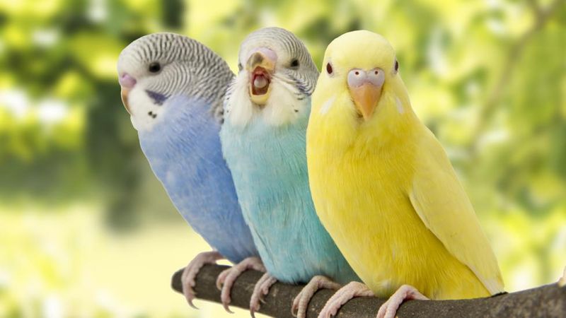 Parakeet