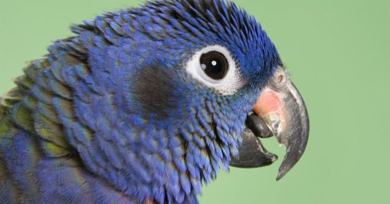 Pionus Parrots