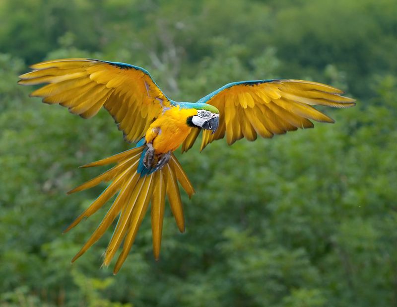 Macaws