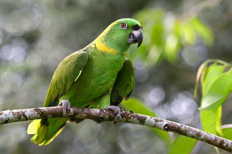 Amazon Parrots
