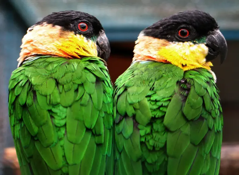 Caiques
