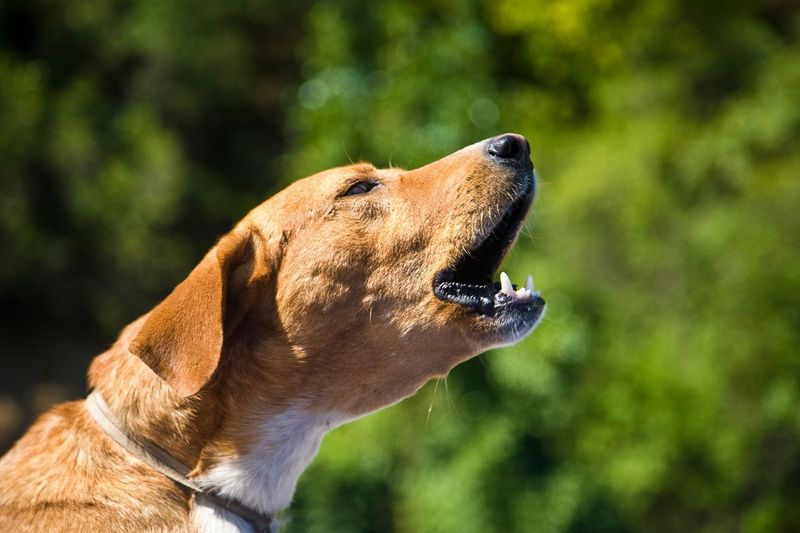 Excessive Barking Or Whining
