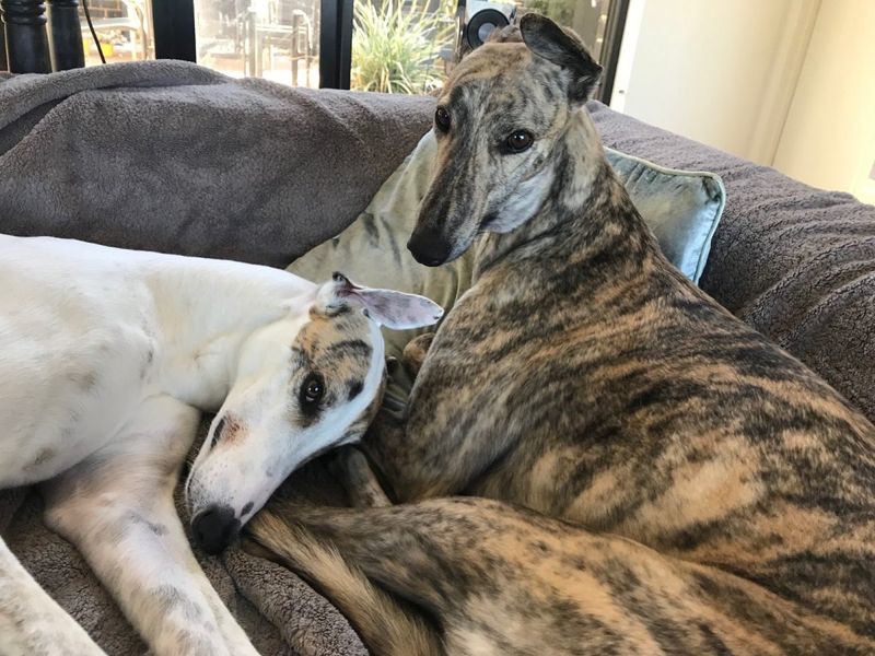Quiet Dogs: Greyhounds