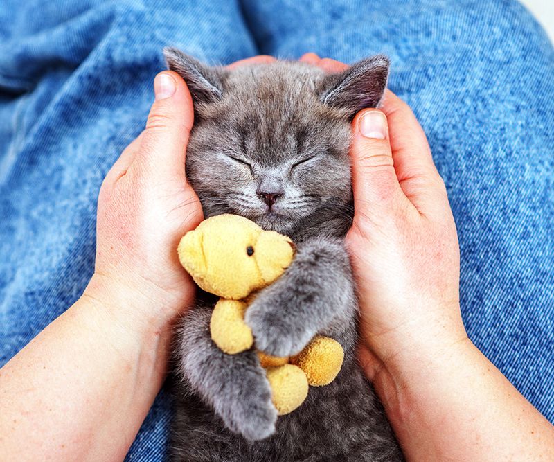 The Magical Healing Purr