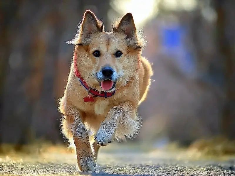Chinook