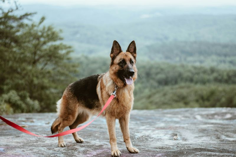 German Shepherd's Training Investment