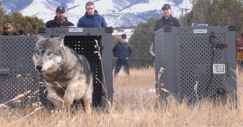 Preventing Wolf Reintroduction Programs