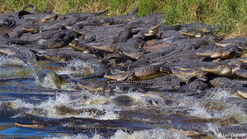 Myakka River – Alligator Alley's Natural Extension