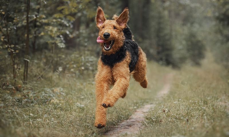 Energetic And Playful