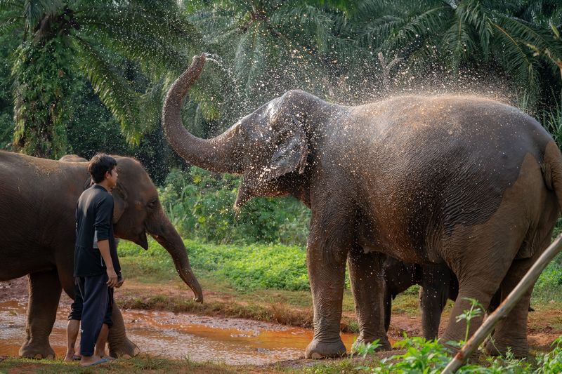 Emotional Mirrors: Elephants