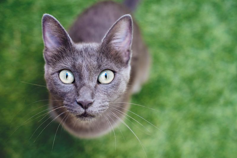 Russian Blue Companions