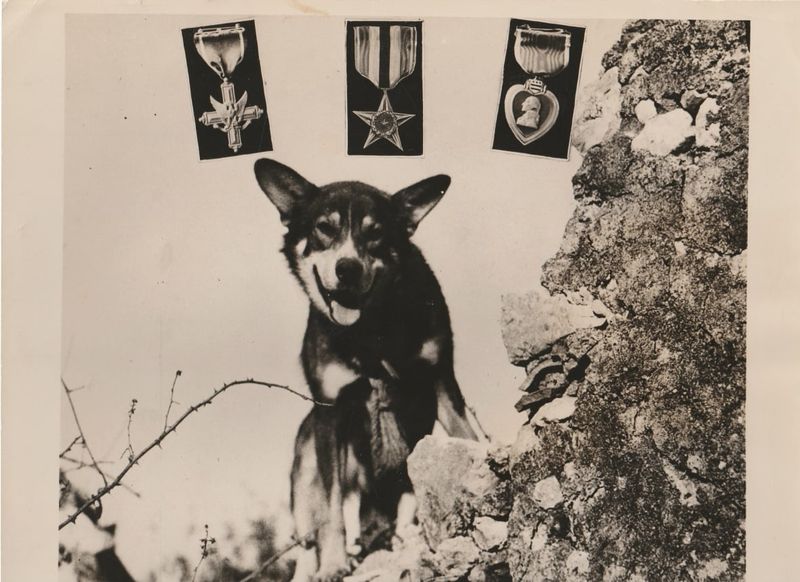 Chips: The Dog Who Captured Italian Machine Gun Nest