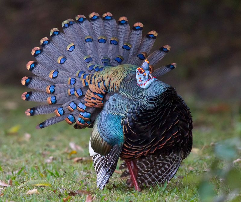 Transforming Wild Turkeys