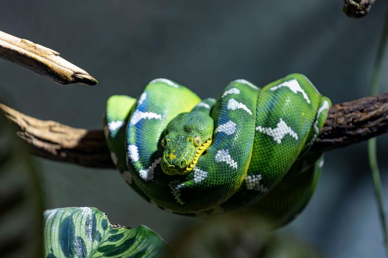 Green Tree Python