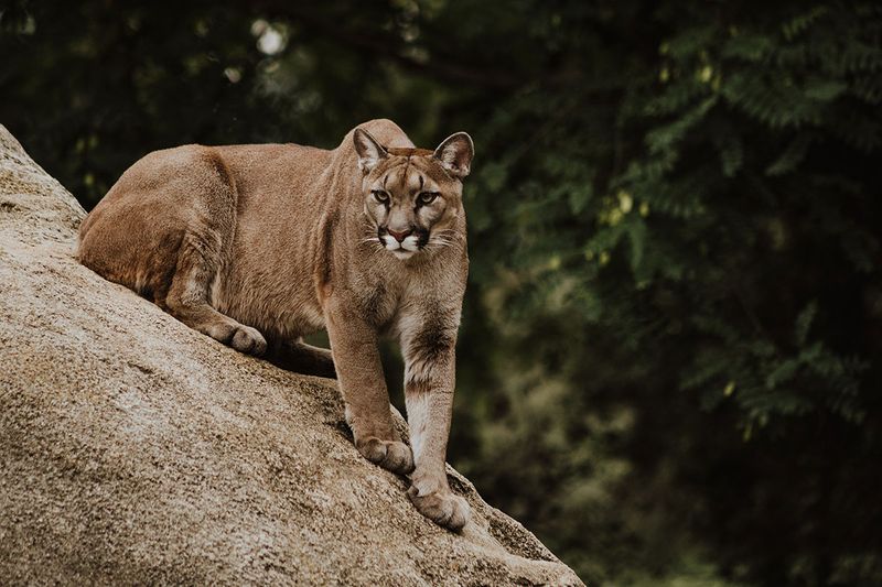 Mountain Lion – Colorado