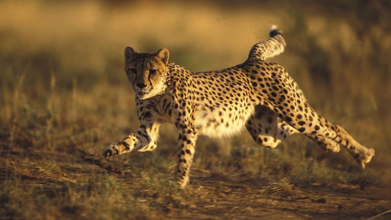 Cheetah