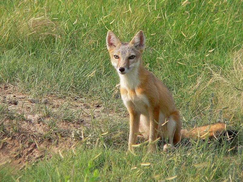 Foxes At Theodore Roosevelt