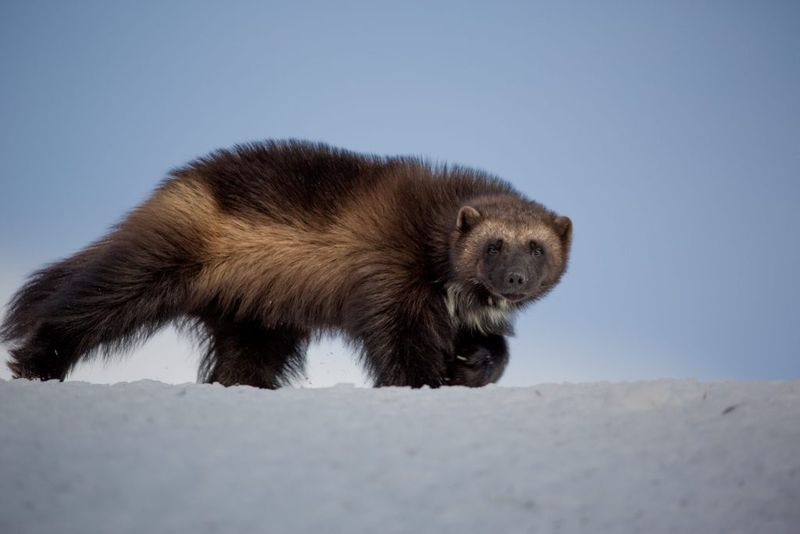 Wolverine