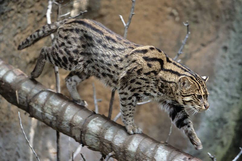 Fishing Cat