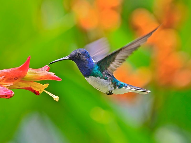 Hummingbird