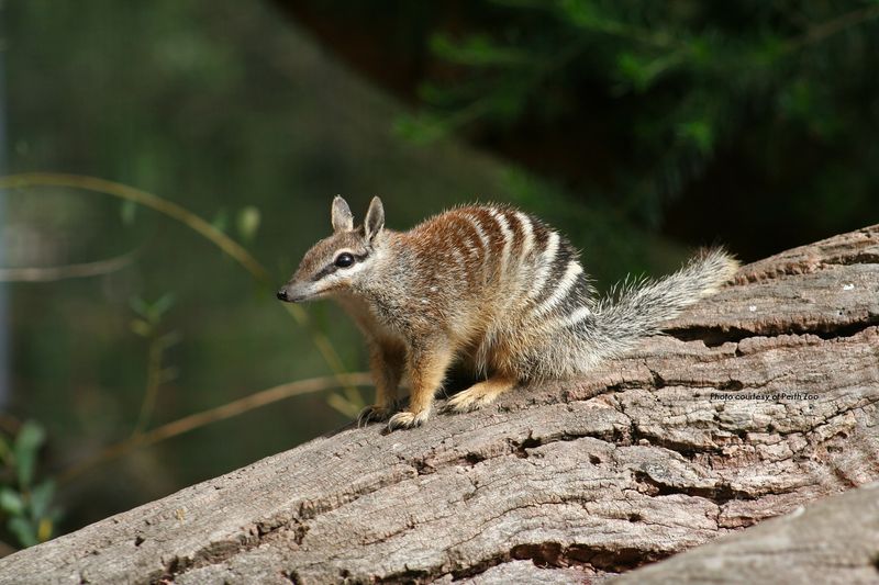 Numbat: The Termite-Eating Specialist