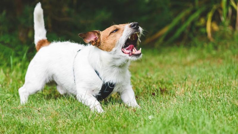 MISTAKE: Screaming Or Making High-Pitched Noises