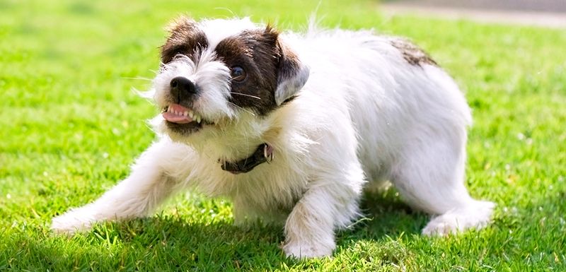 MISTAKE: Reaching Out To Pet The Dog