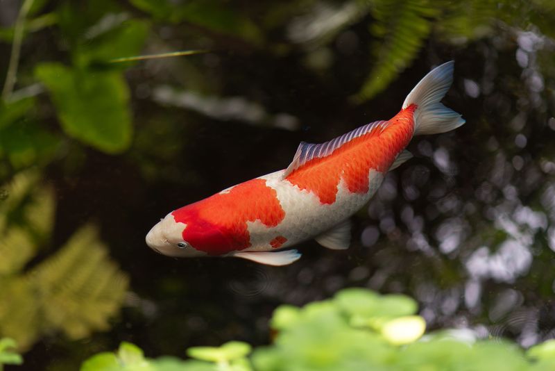 Koi Fish