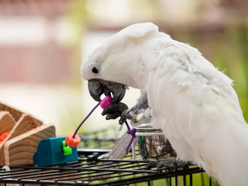 Cockatoo