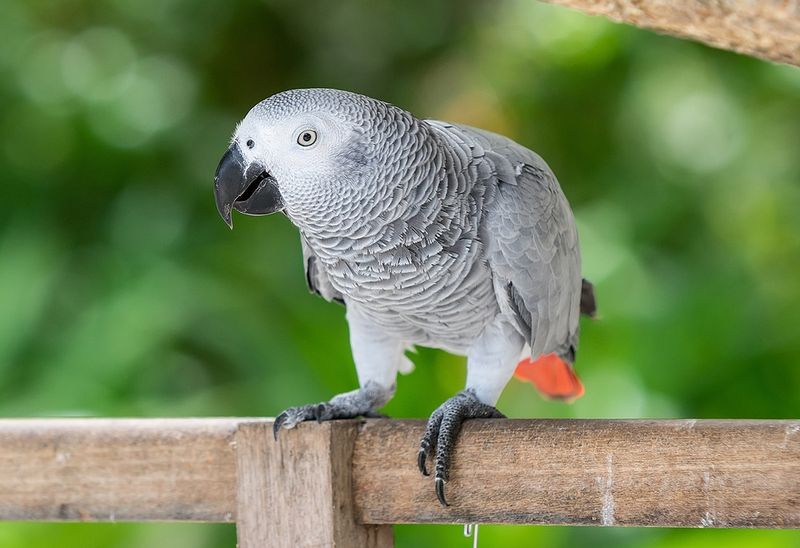 African Grey Parrots