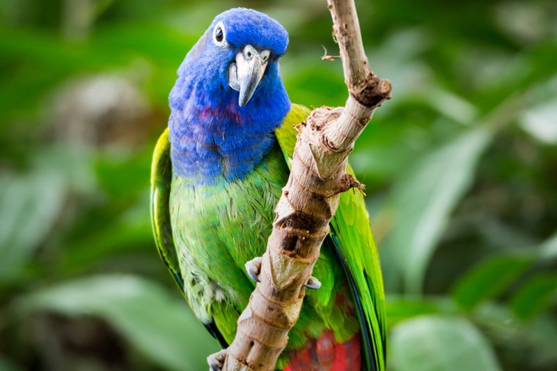 Pionus Parrots