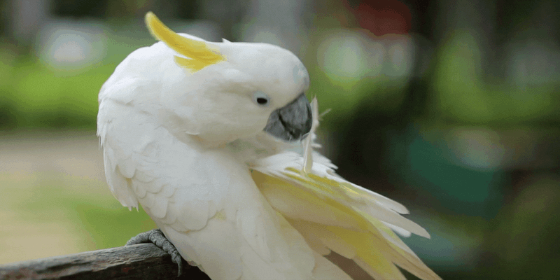 Cockatoos
