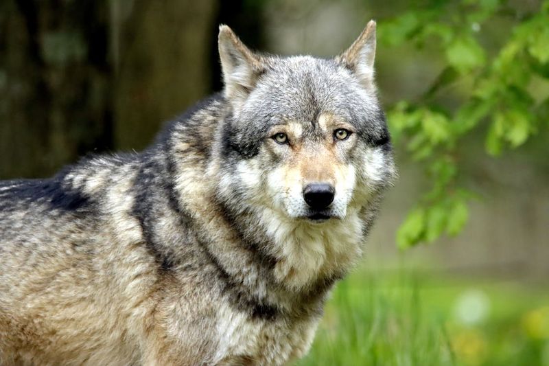 Eurasian Wolf