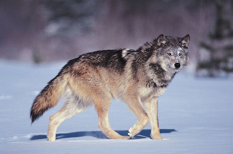 Gray Wolf (Northern Population)