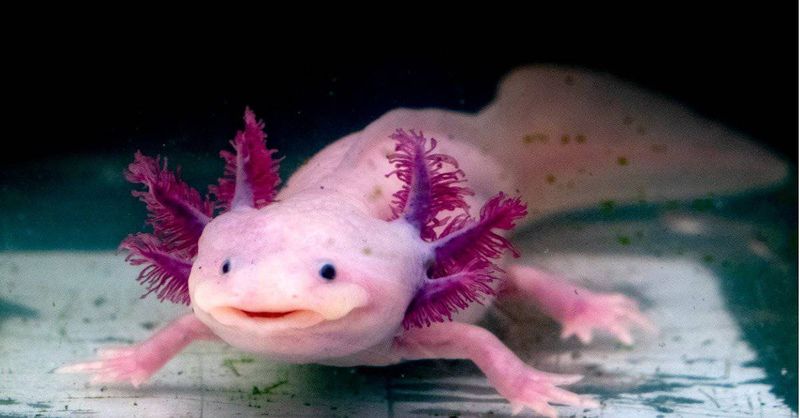 Axolotl: The Smiling Aquatic Salamander