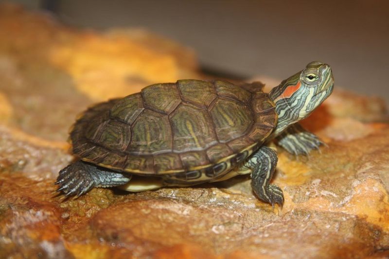 Turtles